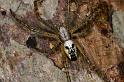 Cyrtophora_mollucensis_D7709_Z_90_The Gap_Australie